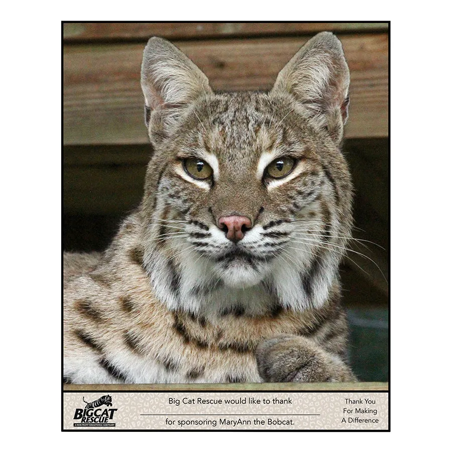 Download - Bobcat Sponsorship Named A-M