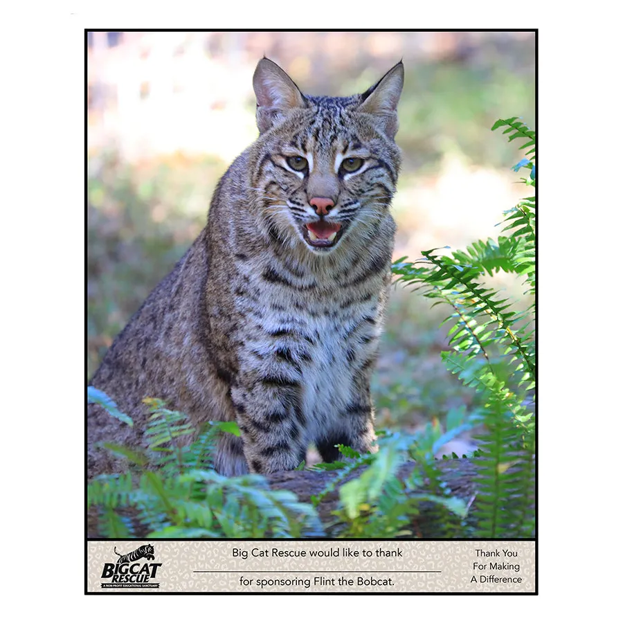 Download - Bobcat Sponsorship Named A-M