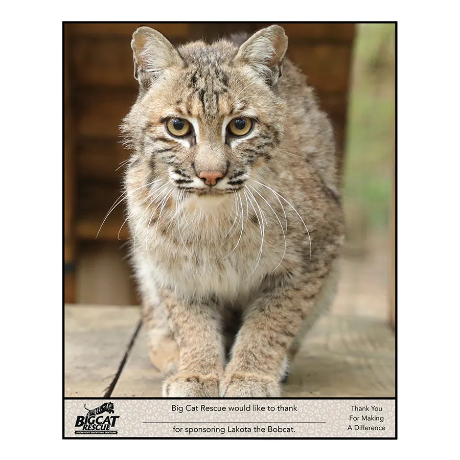 Download - Bobcat Sponsorship Named A-M