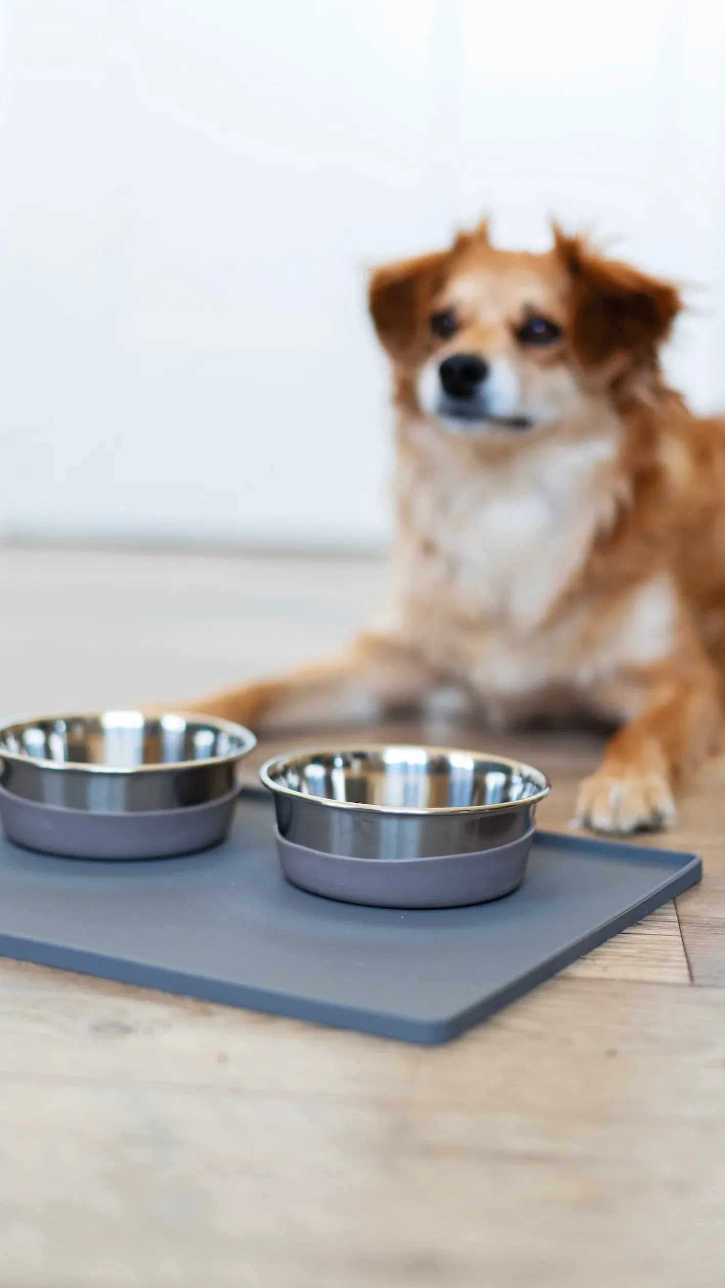 Silicone Non-Slip Pet Bowl Mat with Raised Edge, 15.75" x 12"