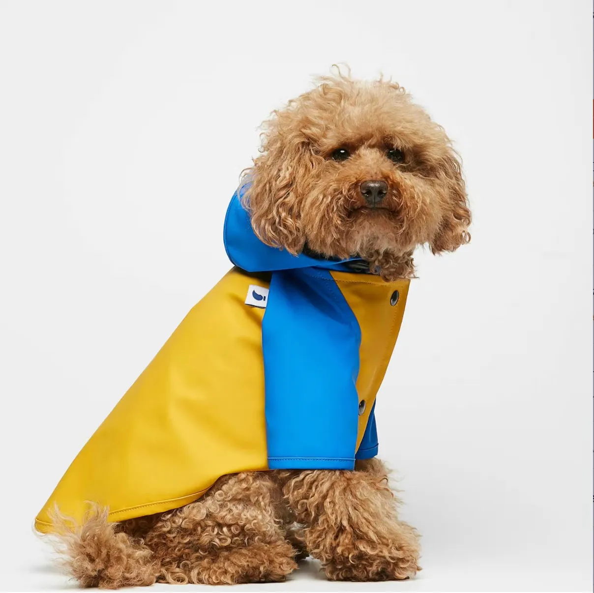 Yellow & Blue Dog Raincoat